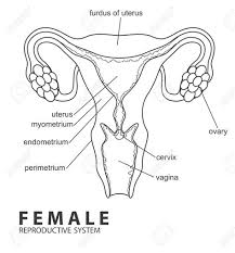 In order for a cell to make another copy of itself in mitosis, or four gametes in meiosis, the dna ploidy must double to n = 4. Blank Diagram Of Human Reproductive Systems Test Ncert Solutions For Class 12th Ch 3 Human It Is One Of The Essential Processes That Help In Providing The Continuation Of The Species Fosterthepeopleidfan