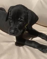 Maybe you would like to learn more about one of these? American Pit Bull Terrier Puppies For Sale In Ny Lancaster Puppies