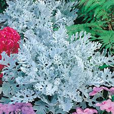 Maybe you would like to learn more about one of these? Cineraria Silver Dust Seeds From Mr Fothergill S Seeds And Plants