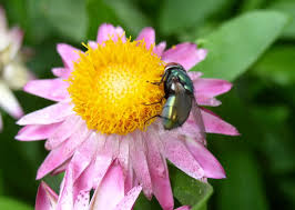 Bees pollinating flowers is an example of. Fly Pollination