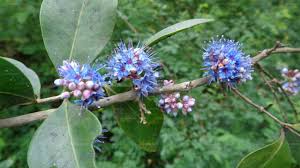 Image result for Memecylon myrianthum