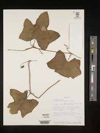 Image result for Coccinia adoensis