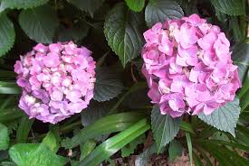 Francis Portland Obituary (1943