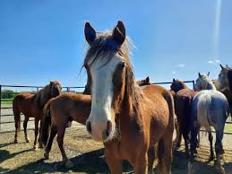 Giddy-up! 🤠Wild horses...