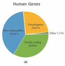 overview of functional elements of the human genome and of