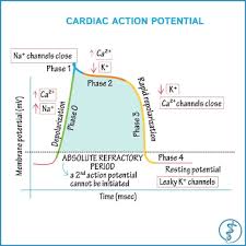 Cardiac Action Potential Draw It To Know It Sciences On Instagram Drawittoknowit Com Physiology Cardiac Nursing Medical Science