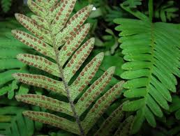 Image result for Pleopeltis