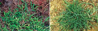 Taking a look back at my lawn and its transformation from a tall fescue mess into the awesome bermuda grass lawn is became. What To Know About Crabgrass And Goosegrass Landscape Management