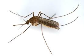 Many natural pest repellents can be purchased in large concentrates for lawn application with a hose. 8 Natural Ways To Heal And Aid Insect Bites Emagazine Com