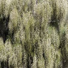 Image result for Aptosimum junceum