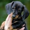 This lovable pup is currently searching for a good, loving home to call her own. Https Encrypted Tbn0 Gstatic Com Images Q Tbn And9gcq Vyp188rhflrpspks8z3iou9drapymv2oo3w8 1e61hum0vk0 Usqp Cau