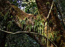 Image result for Angraecopsis parviflora