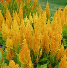 Image result for Celosia elegantissima
