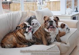 The chocolate should be shiny and look brown when contrasted against black objects or in the sun (except chocolate merle tri. English Bulldog Colors Baggy Bulldogs