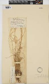 Image result for Aristida pilgeri