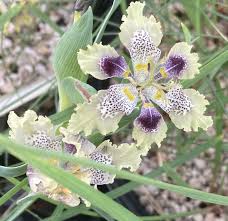Image result for Ferraria