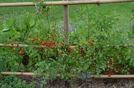 For cherry tomatoes, i let the suckers develop to maximize the. 6 Benefits Of Cherry Tomatoes How To Grow
