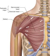 Name of muscles in upper arm. Upper Limb Muscles Upper Arm Flashcards Quizlet