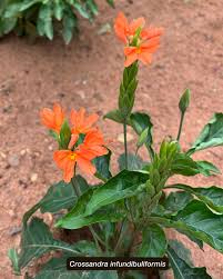 Image result for Crossandra puberula