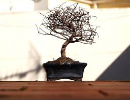 The important part of keeping bonsai successfully is to know what to do when this happens. Is My Bonsai Tree Dead An Easy Answer In 2021 Gardening For You