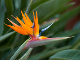 Bird Of Paradise Meaning 1 Bird Of Paradise Hojas Tropicales Ave Del Paraiso Flores