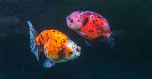Ranchu Goldfish Care Auquarium Fish Keepers