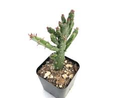 Image result for Opuntia monacantha