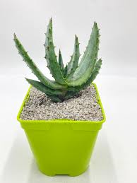 Image result for Aloe excelsa