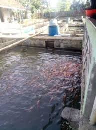 Budi Daya Ikan Nila Merah Dan Ikan Mas Di Desa Linggasirna Desa Linggasirna