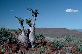 Most deadly trees look deceptively normal, akin to edible vegetation or at least typical shade trees in their general appearance. Pachypodium Lealii Wikipedia