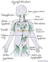 Wir verraten ihnen, was sie bei geschwollenen lymphknoten tun können und wann sie einen arzt aufsuchen sollten. Doktorweigl Erklart Schmerzhafte Lymphknoten Welche Ursachen Welche Behandlung