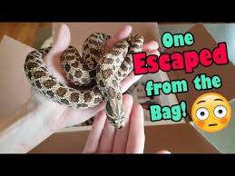 As a good rule of thumb, the enclosure should be no smaller than 36 inches wide, 24 inches deep, and 24 inches tall. Unboxing Adult Hognoses Youtube