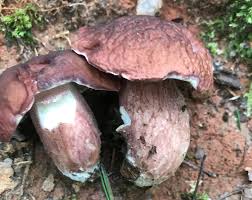 Image result for Xanthoconium separans