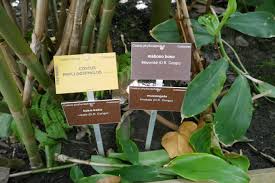 Image result for Costus phyllocephalus