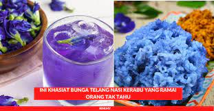 Ia bukan sahaja berguna dari segi mewarnakan makanan malah turut mengandungi banyak khasiat dan manfaat terhadap kesihatan. Ini Khasiat Bunga Telang Nasi Kerabu Yang Ramai Orang Tak Tahu Portal Kini
