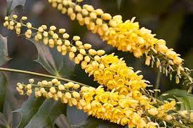 Learn how to choose, plant, and maintain small shrubs and hedges in our in this guide, we are happy to help you choose the perfect dwarf flowering shrubs. Graham Rice Choose 10 Of His Favourite Winter Flowering Shrubs Rhs Gardening