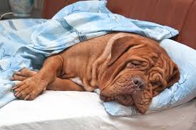 It is just undetectable for the time being. Intestinal Obstruction In Dogs Symptoms Causes Diagnosis Treatment Recovery Management Cost