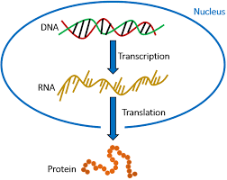 Overview Of The Central Dogma Shows The Flow Of Genetic