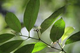 Image result for Hunteria zeylanica