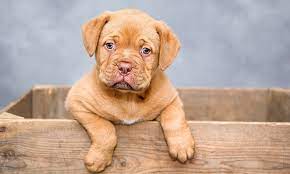 500 Brown Dog Names Which One Is Your Favorite