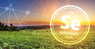 Image result for Selenium