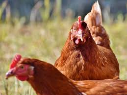 But varieties of avian influenza are common in china and, due to increased surveillance of the viruses, relatively easy to find in humans. Chicken Prices Fall In Bihar And Jharkhand After Bird Flu Scare India Gulf News