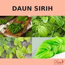 Jun 27, 2021 · manfaat daun sirih sebagai obat tradisional untuk mengobati sejumlah masalah kesehatan seperti kolesterol dan mimisan. 26 Gambar Daun Sirih Cina Cari Gambar Keren Hd