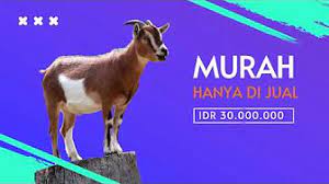Hewan kambing qurban tersebut tetap dalam keadaan normal dan sehat. Contoh Iklan Hewan Qurban Youtube