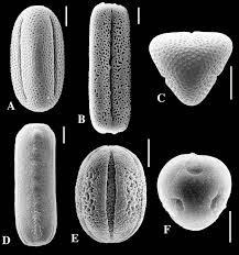 Image result for Sclerochiton hirsutus