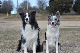 Border collies are intelligent dogs that love to work & are devoted to their families. Orion Border Collies Vanquish X Hops