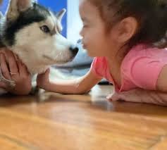 Lost Female German Shepherd Found in Twin Lakes Country Club King County WA