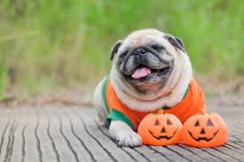 A L Aide Mon Chien A Mange Des Bonbons D Halloween Qu Est Ce Que Je Fais Petohaku