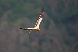 As its name suggests, the egyptian vulture was the sacred animal of the ancient pharaohs; The Egyptian Vulture Of Meteora Meteora Thrones Travel Center