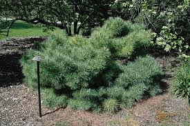 Image result for Pinus strobus